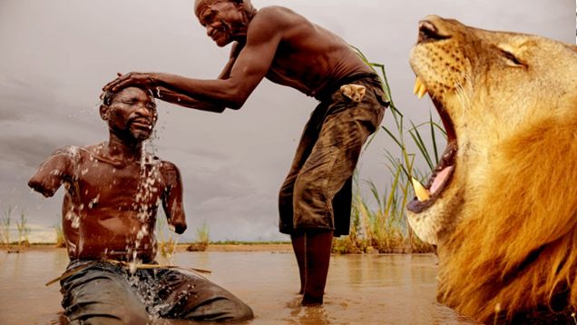 Lions Eat Man (must see)